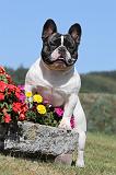 BOULEDOGUE FRANCAIS 259